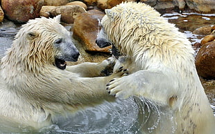 two polar bear fighting